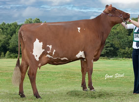 Strickley Geri 15 